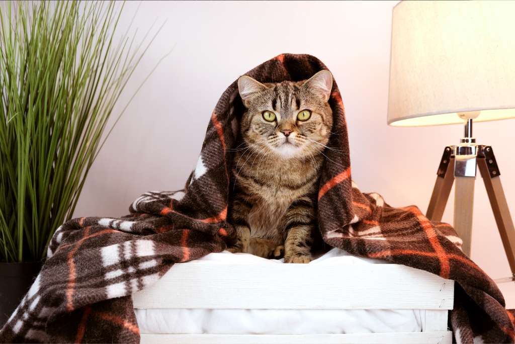 koude kat warm onder de deken